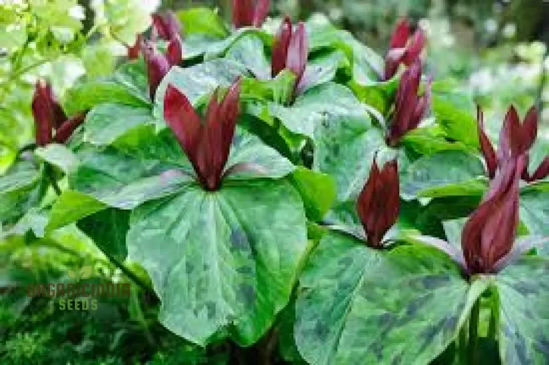 Trillium Chloropetalum Seeds - Rare Woodland Garden Perennial Seeds with Green Petals for Shade - Buy Online for Your Botanical Garden