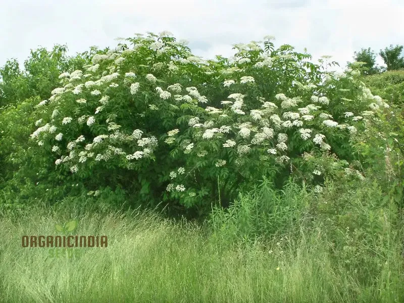 Sambucus Nigra Seeds - Premium Organic Elderberry Seeds for Gardening Enthusiasts | High Germination Rate, Non-GMO Seeds