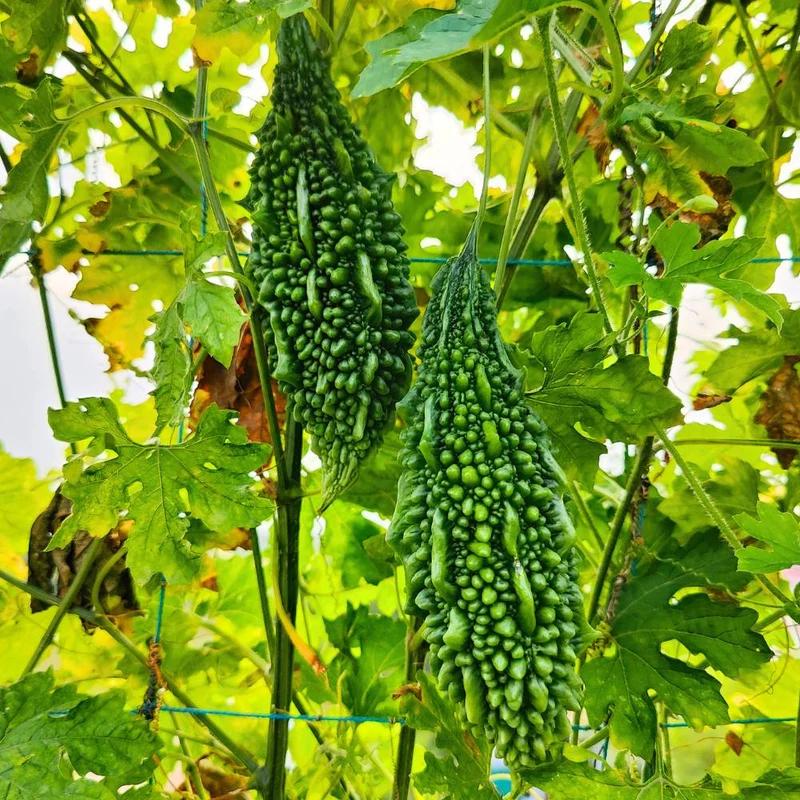 Bitter Melon - Dark Jade F1 Seeds for Planting, Gardening Enthusiasts