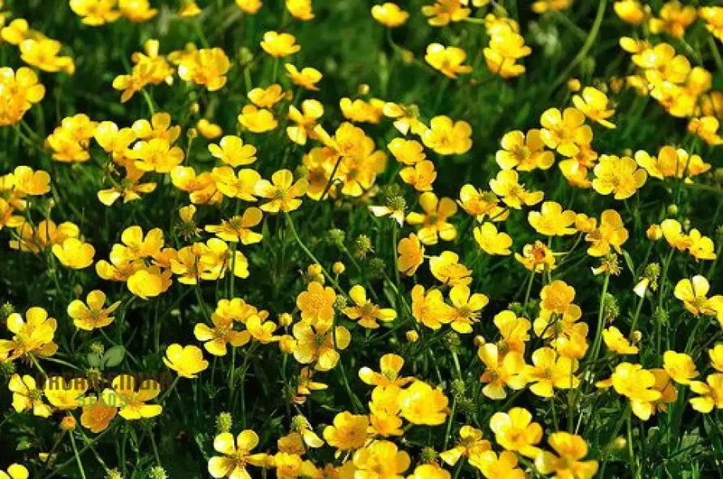 Ranunculus Aconitifolius Flower Seeds For Planting ,Elegant and Hardy Blooms for Your Garden