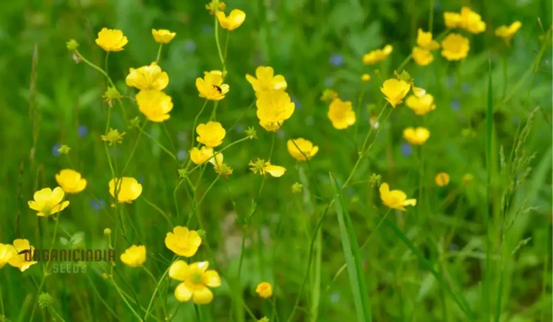 Ranunculus Aconitifolius Flower Seeds For Planting ,Elegant and Hardy Blooms for Your Garden
