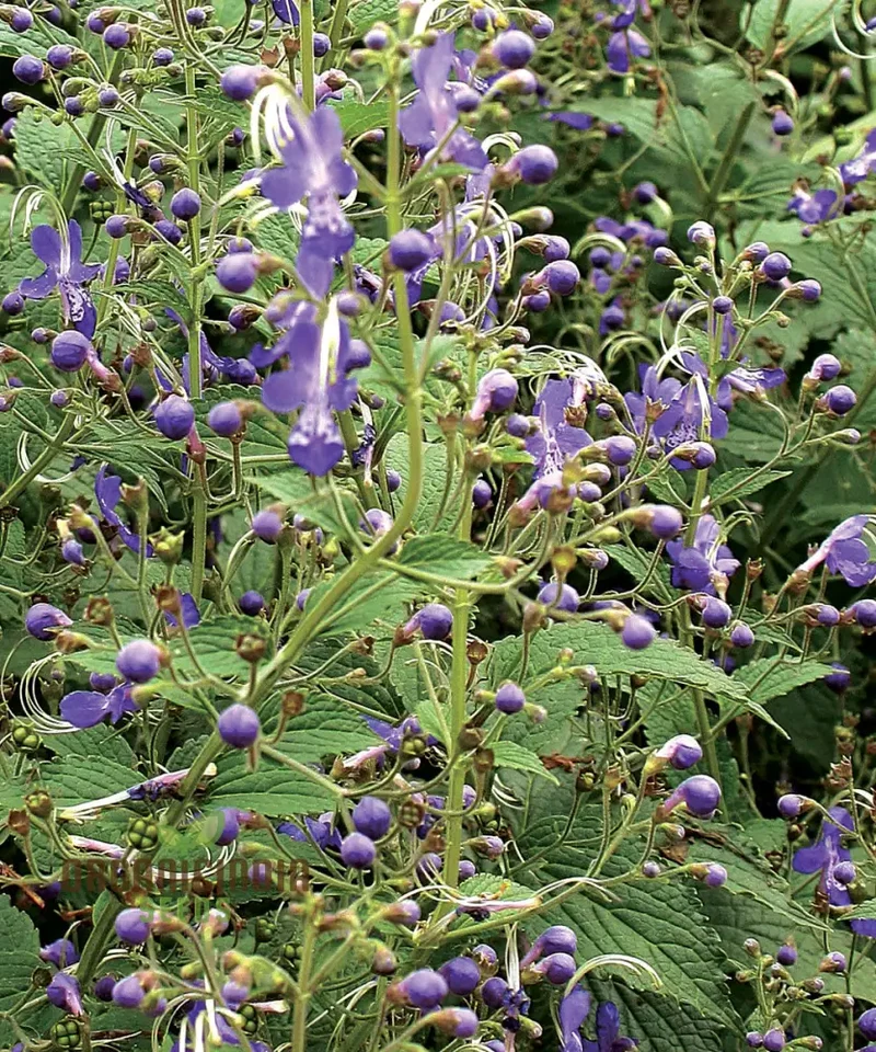 Trichostema Blue Bonnets Seeds for Vibrant Garden Blooms | Gardening Enthusiast's Choice