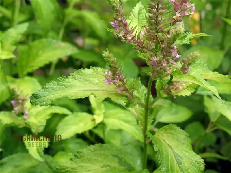Teucrium Viscidum ‘Lemon and Lime’ Seeds – Vibrant Foliage Herb for Fresh, Lush Garden Borders