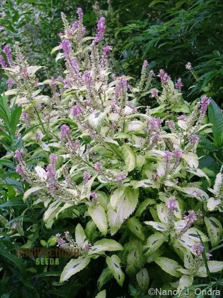 Teucrium Viscidum ‘Lemon and Lime’ Seeds – Vibrant Foliage Herb for Fresh, Lush Garden Borders
