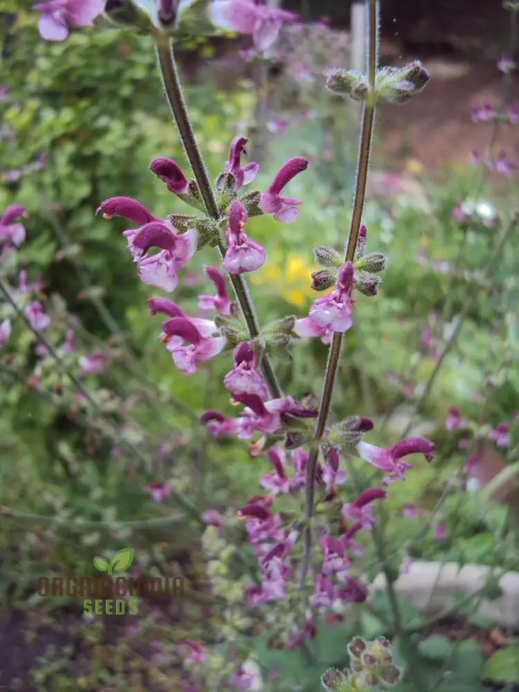 Salvia Viscosa Seeds for Gardening Enthusiasts | Premium Quality Organic Flower Seeds