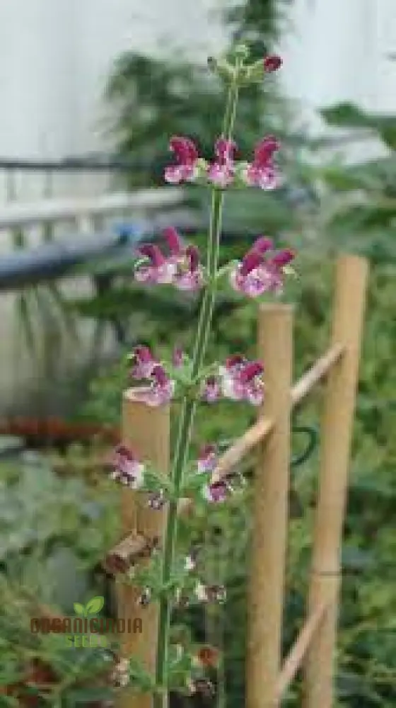 Salvia Viscosa Seeds for Gardening Enthusiasts | Premium Quality Organic Flower Seeds