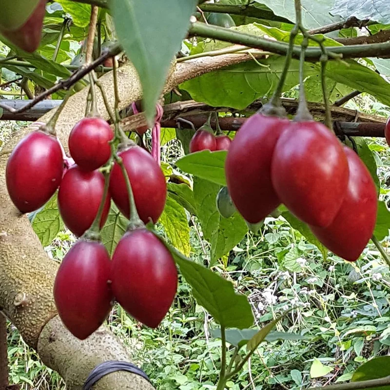 TAMARILLO Seeds for Planting Your Gardening Needs | Buy Seeds Online