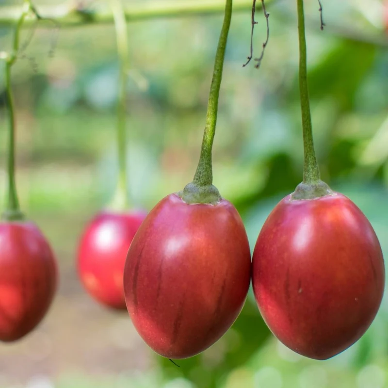 TAMARILLO Seeds for Planting Your Gardening Needs | Buy Seeds Online