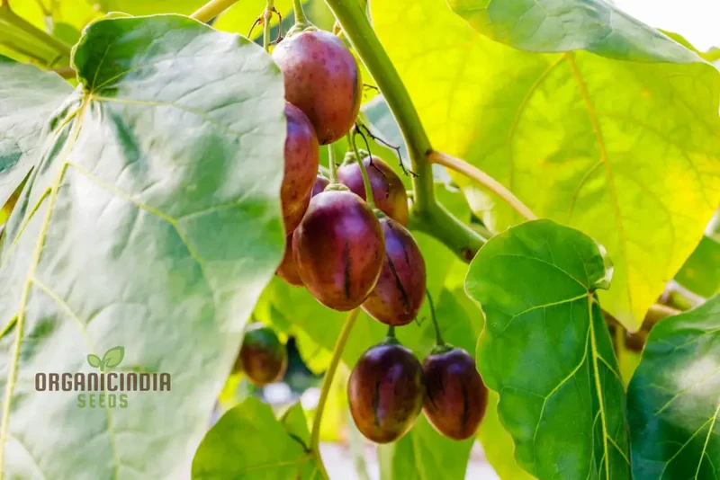 TAMARILLO Seeds for Planting Your Gardening Needs | Buy Seeds Online