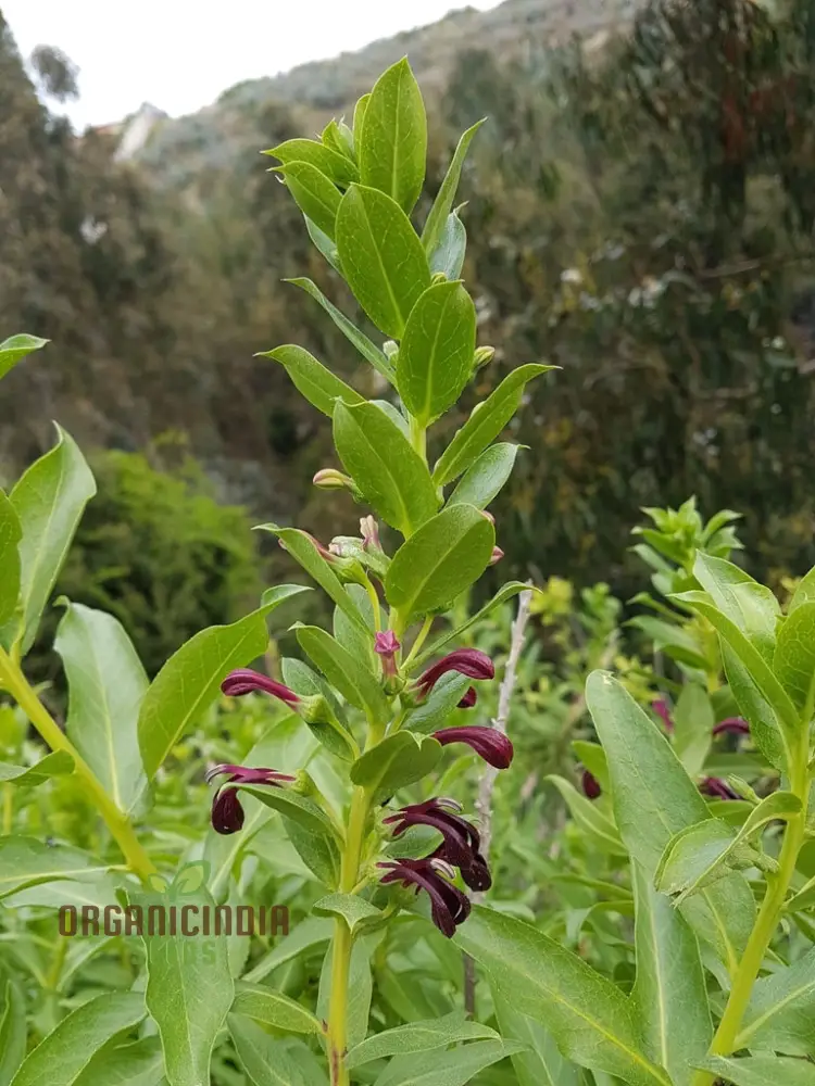 Lobelia Polyphylla Flower Seeds, Stunning Addition to Your Garden, Premium Quality Gardening Seeds