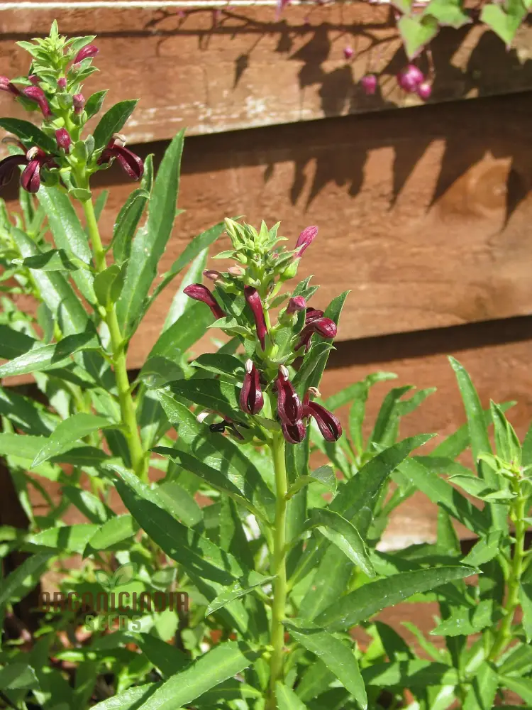 Lobelia Polyphylla Flower Seeds, Stunning Addition to Your Garden, Premium Quality Gardening Seeds