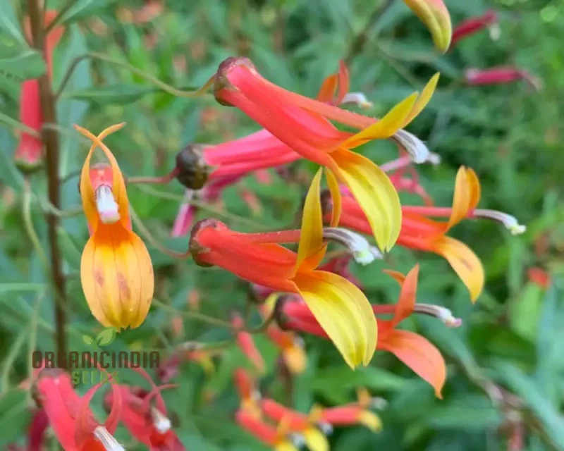 Lobelia Laxiflora Subsp. Laxiflora Flower Seeds, Beautiful and Hardy Garden Addition, Premium Quality Gardening Seeds