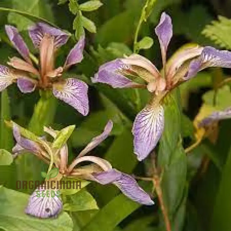 Iris Foetidissima Seeds - Gardening Enthusiast's Choice for Hardy Perennial Beauty