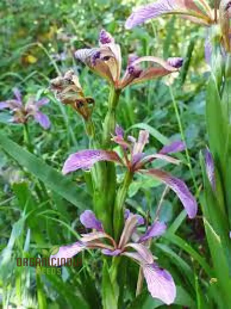 Iris Foetidissima Seeds - Gardening Enthusiast's Choice for Hardy Perennial Beauty