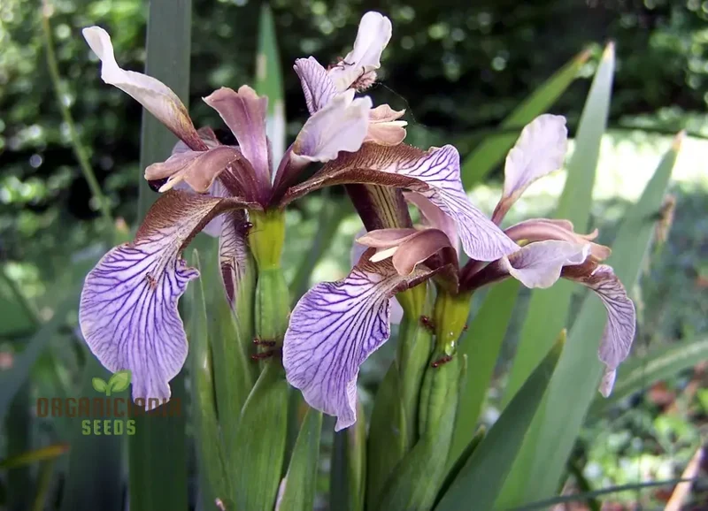 Iris Foetidissima Seeds - Gardening Enthusiast's Choice for Hardy Perennial Beauty