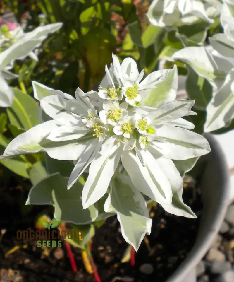 Euphorbia Marginata 'Kilimanjaro' Seeds - Hardy Annual for Planting in Borders and Containers