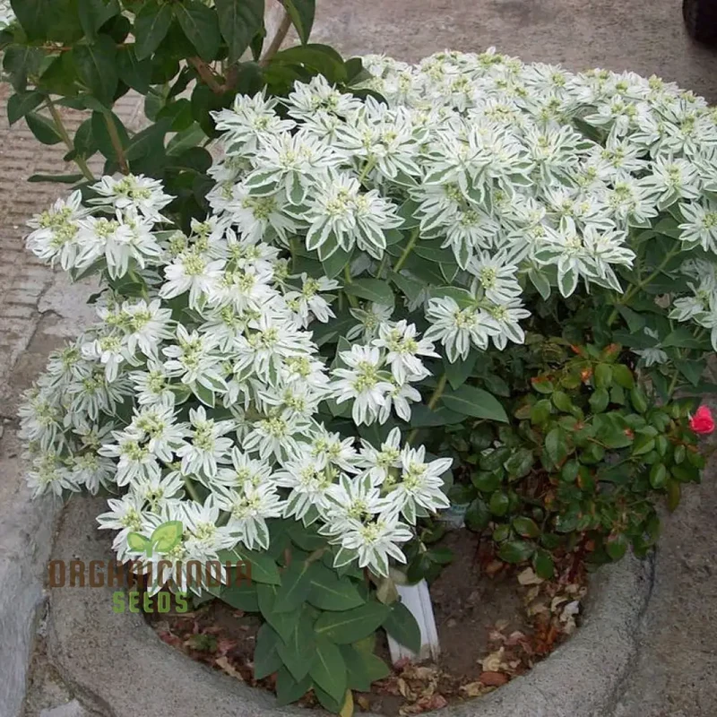 Euphorbia Marginata 'Kilimanjaro' Seeds - Hardy Annual for Planting in Borders and Containers