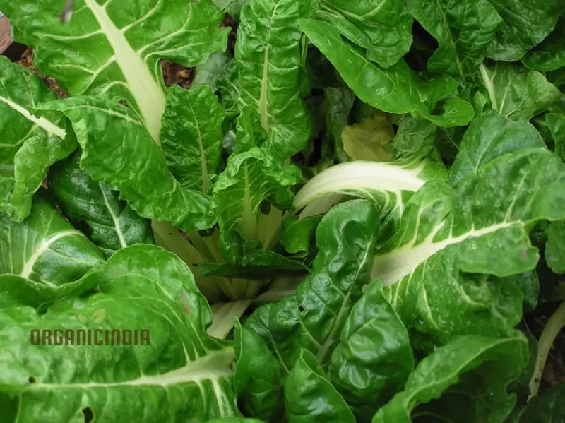 SWISS CHARD FORDHOOK GIANT Seeds for Planting Your Garden | Buy Seeds Online