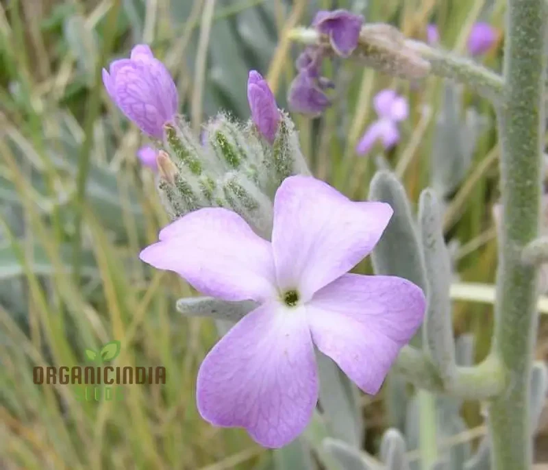 Matthiola Sinuata Flower Seeds for Planting Premium Gardening Seeds