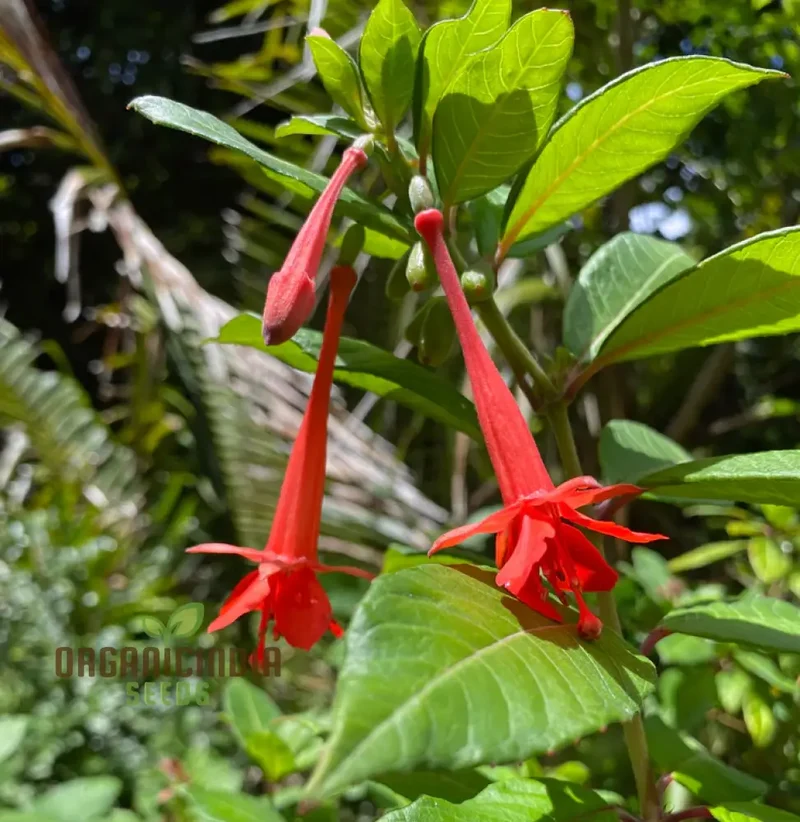 Fuchsia Vulcanica Seeds - Exquisite Flowers for Planting, Rare Varietal for Your Garden