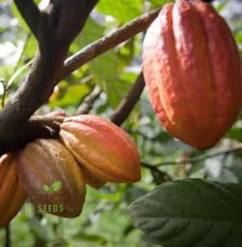 Cocoa Fruit Seeds for Gardening Enthusiasts - Premium Quality Seeds