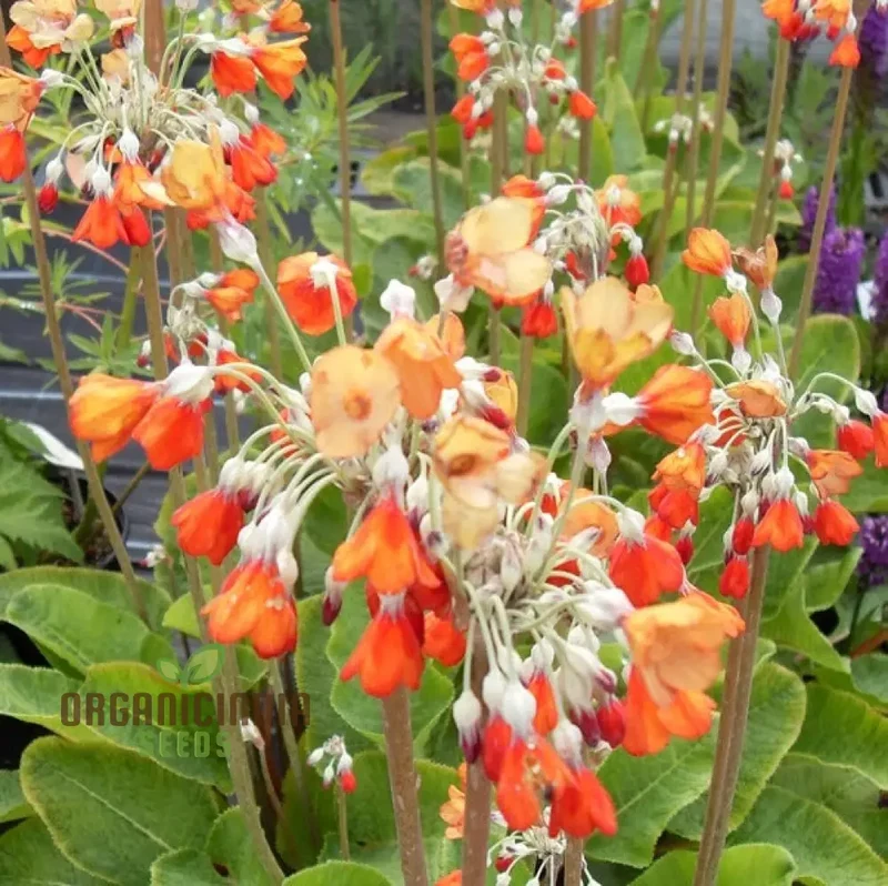 Primula Florindae Orange Flower Seeds For Planting, Adding Vibrant Color to Your Garden