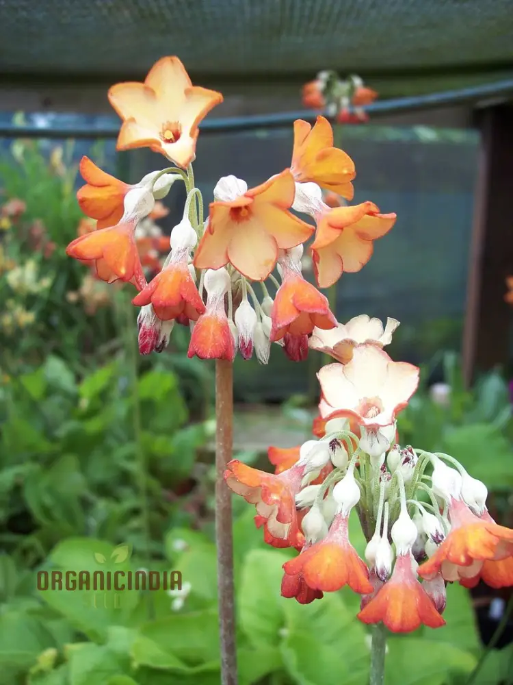 Primula Florindae Orange Flower Seeds For Planting, Adding Vibrant Color to Your Garden
