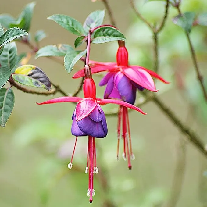 Fuchsia Seeds (Premium Fuchsia Magellanica Seeds) - Hardy Perennial for Vibrant Gardens