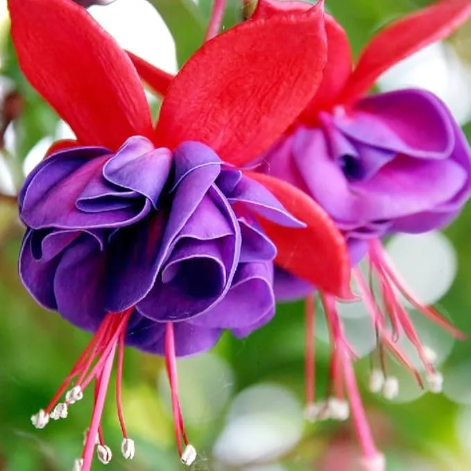 Fuchsia Seeds (Premium Fuchsia Magellanica Seeds) - Hardy Perennial for Vibrant Gardens