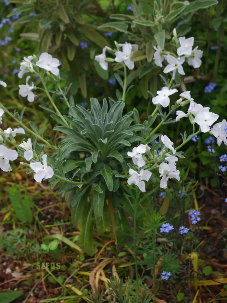 Matthiola Arborescens Alba Flower Seeds for Your Garden, Elegant White Blooms, Premium Gardening Seeds