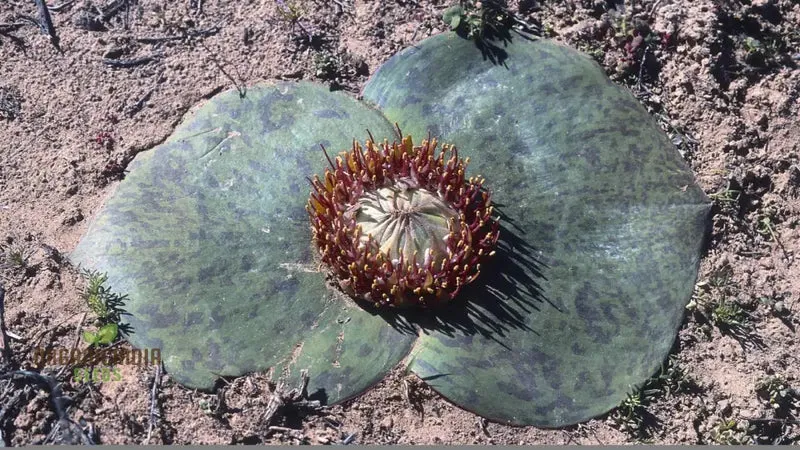 Massonia Depressa Flower Seeds for Planting, Rare Beauty Exotic Your Gardening