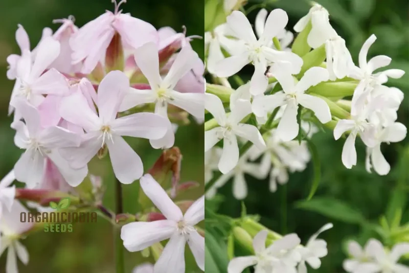 Saponaria Officinalis Seeds for Gardening | Premium Quality Flower Seeds for Beautiful and Lush Gardens