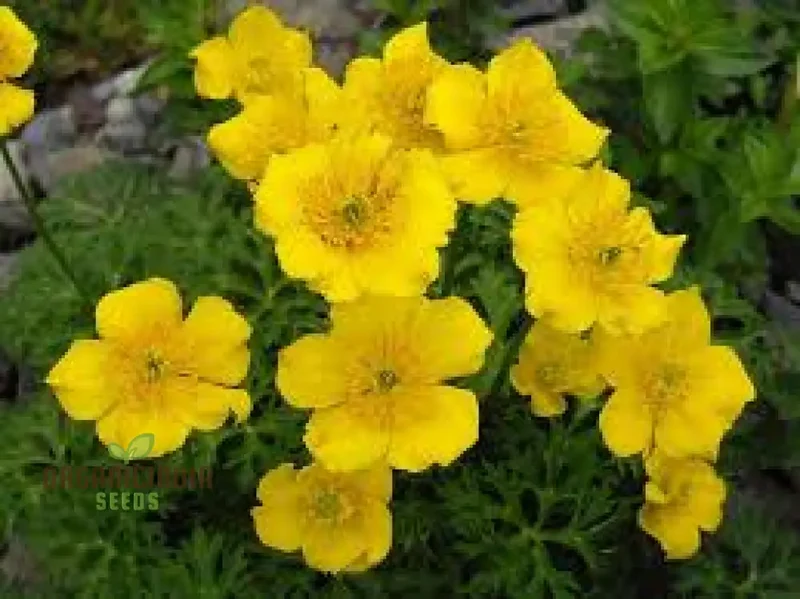 Trollius Pumilus Seeds for Gardening – Perfect for Adding Vibrant Blooms to Your Garden Oasis