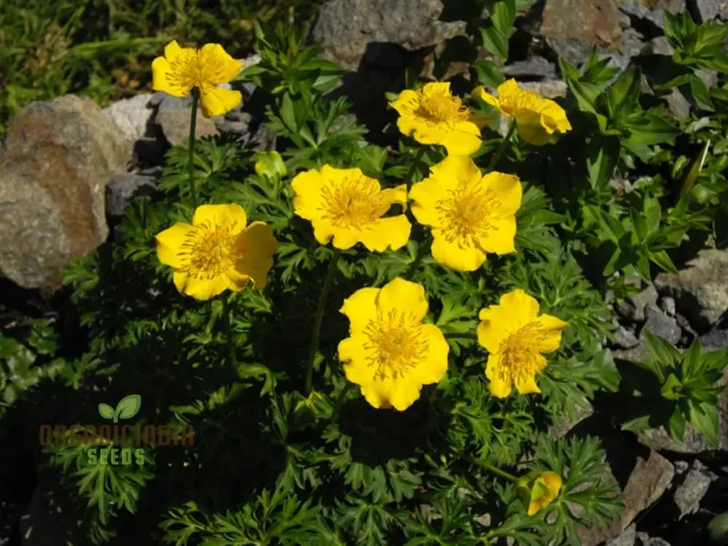Trollius Pumilus Seeds for Gardening – Perfect for Adding Vibrant Blooms to Your Garden Oasis