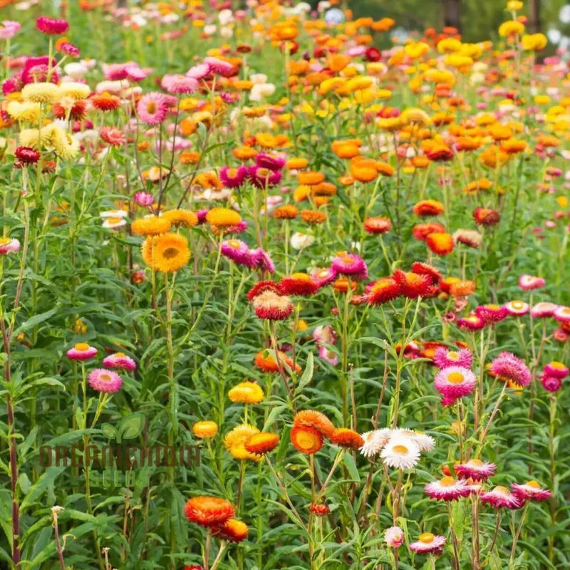 Everlasting Daisy Mixed Seeds – Elevate Your Gardening Experience with Long-Lasting, Vibrant Blooms!