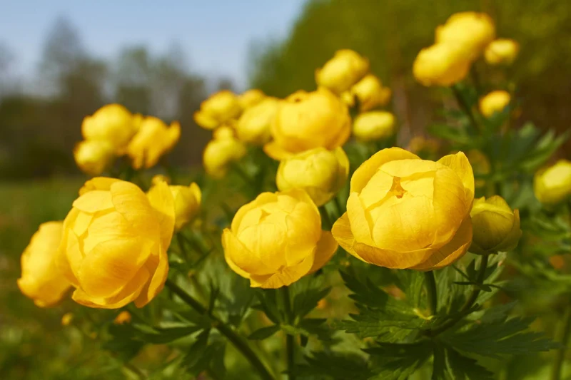Globeflower Seeds (Trollius Europaeus Seeds) - Vibrant European Blooms for Gardens