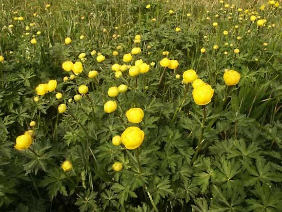 Globeflower Seeds (Trollius Europaeus Seeds) - Vibrant European Blooms for Gardens