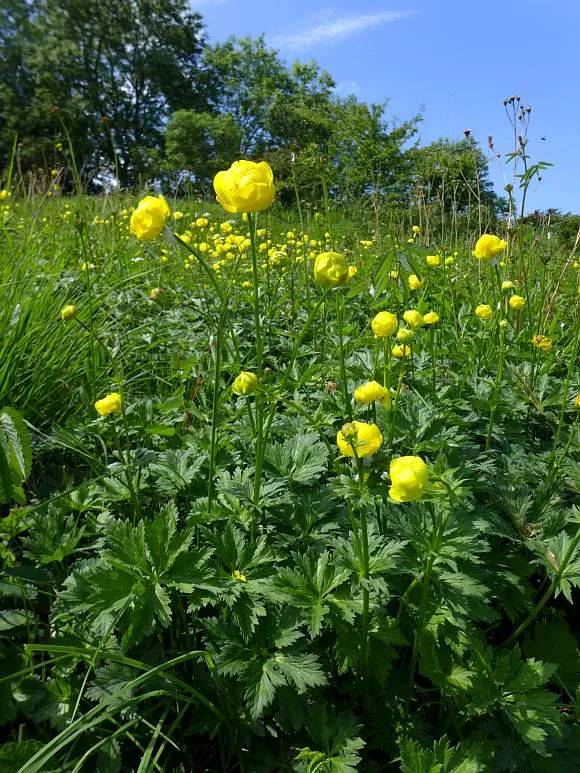 Globeflower Seeds (Trollius Europaeus Seeds) - Vibrant European Blooms for Gardens