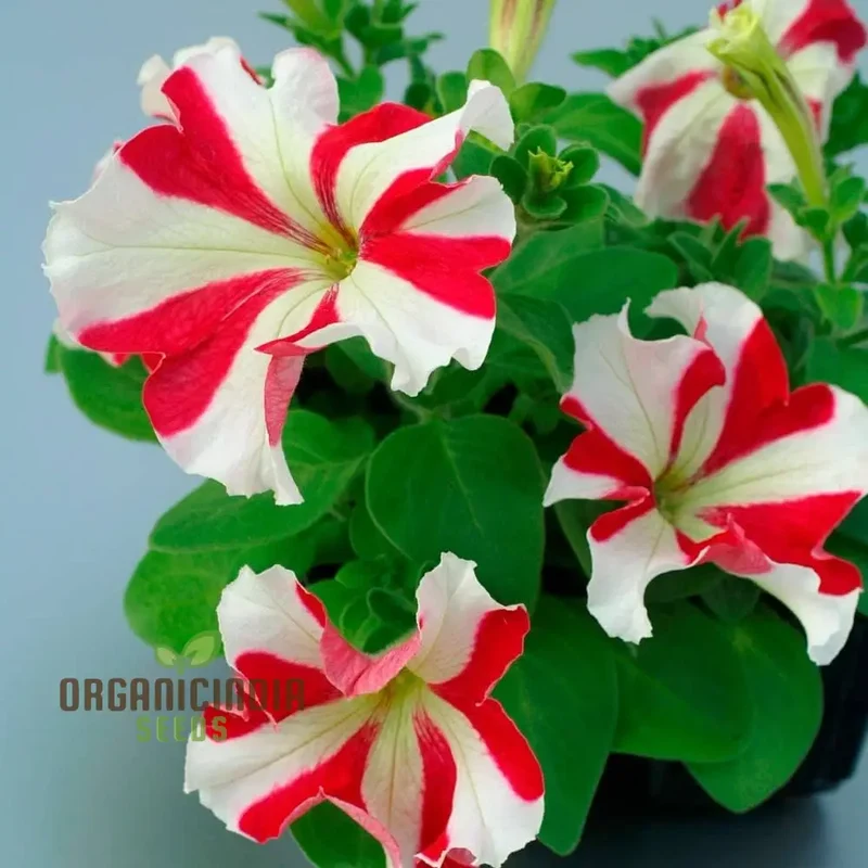 Petunia - Red & White Star Seeds – Add a Burst of Color to Your Garden with Striking, Star-Shaped Blooms