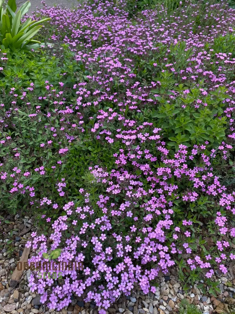Saponaria Ocymoides Seeds for Gardening | Premium Flower Seeds for Vibrant Gardens | Ideal for Landscaping and Border Planting