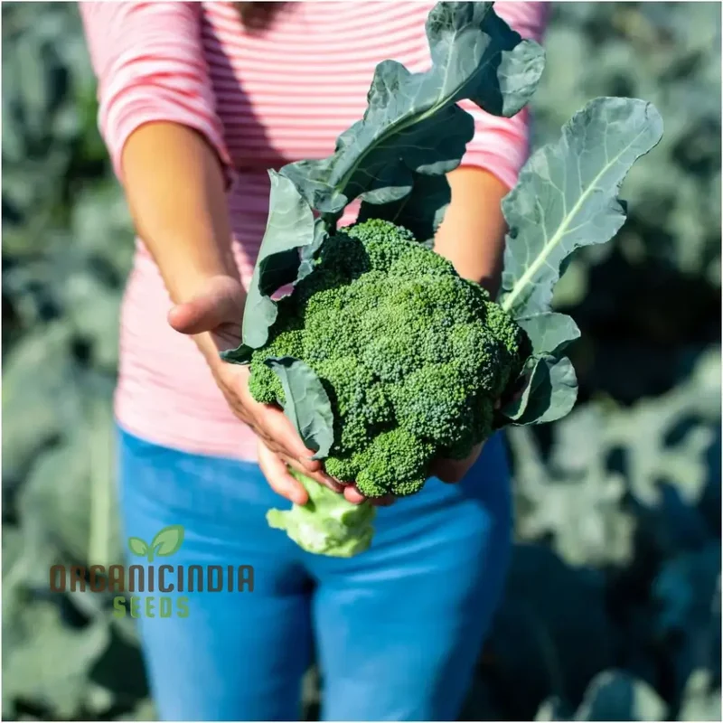 Broccoli - Marvel F1 Seeds for Planting | Premium Gardening Broccoli Seeds