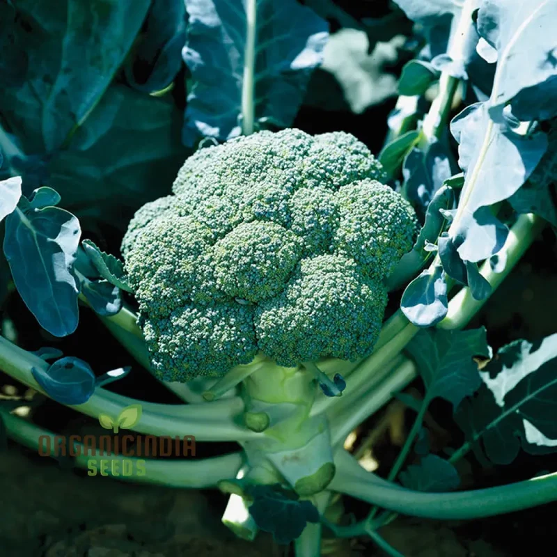 Broccoli - Marvel F1 Seeds for Planting | Premium Gardening Broccoli Seeds