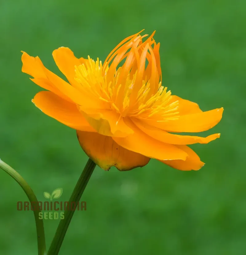 Trollius Seeds (Trollius Chinensis Seeds) - Rare Perennial Blooms to Enhance Your Garden