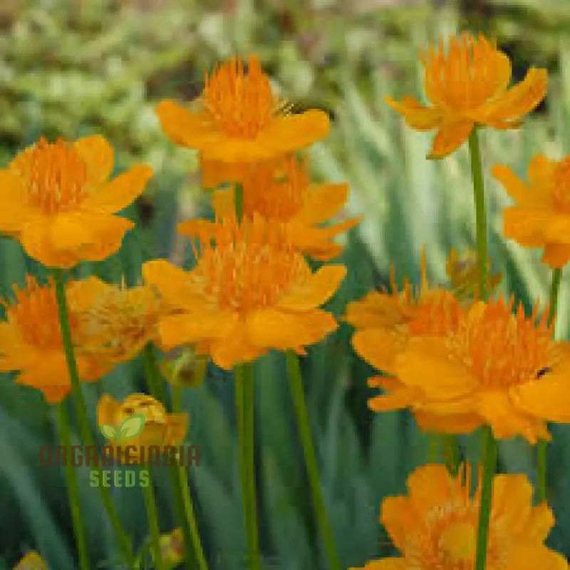 Trollius Seeds (Trollius Chinensis Seeds) - Rare Perennial Blooms to Enhance Your Garden