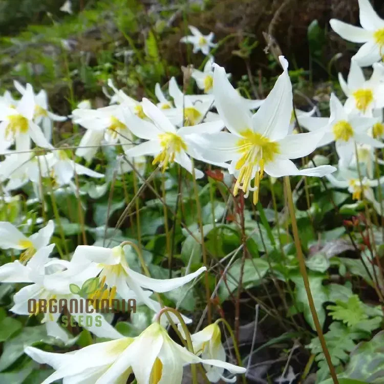 Erythronium Oregonum Seeds - Native Trout Lily Planting for Shade Gardens and Woodlands