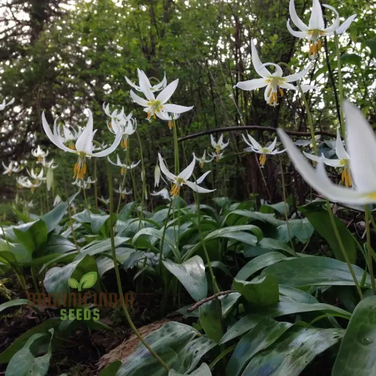 Erythronium Oregonum Seeds - Native Trout Lily Planting for Shade Gardens and Woodlands