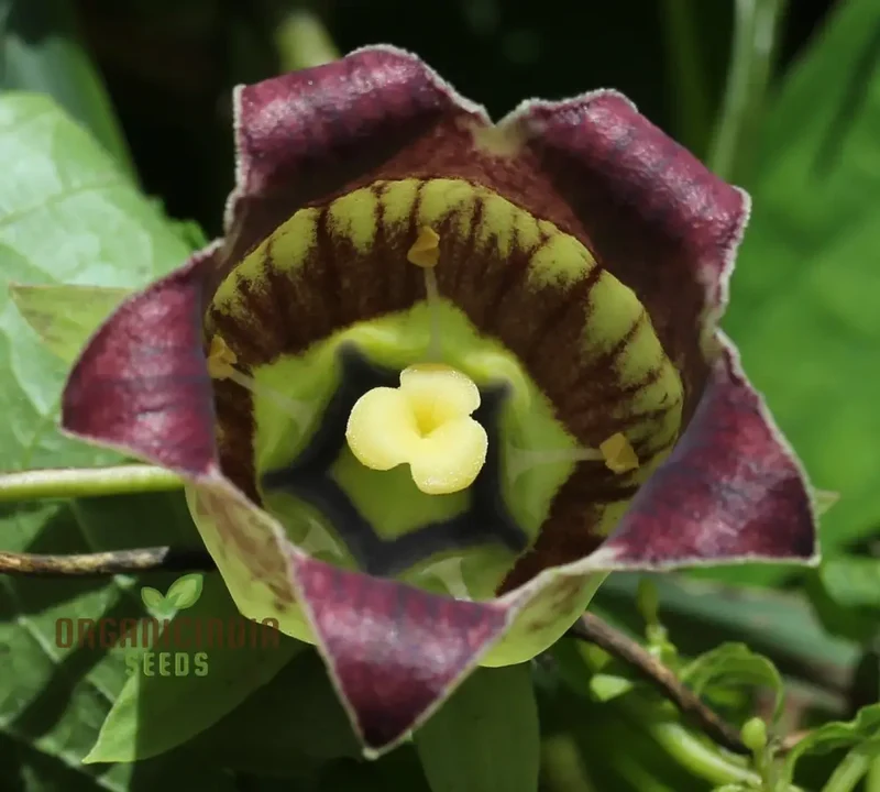 Codonopsis Lanceolata Flower Seeds for Planting, Premium Quality for Gardening