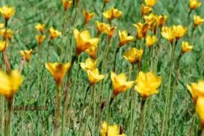 Habranthus Tubispathus Seeds for Planting: Exquisite Flowering Garden Addition – Rare Flower Seeds