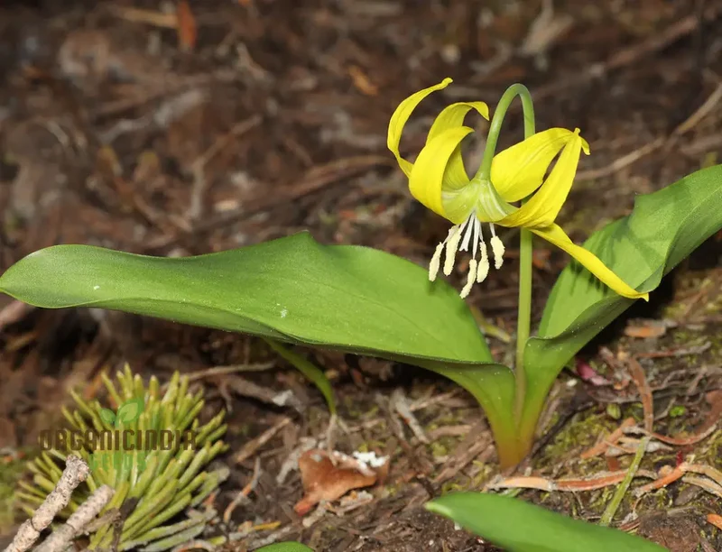 Erythronium Grandiflorum Seeds - Planting Perennial Wildflower Bulbs for Shaded Gardens and Woodlands