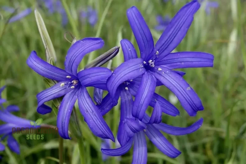 IXIOLIRION TATARICUM Seeds - Discover Rare Seeds for a Unique Addition to Your Gardening Experience!